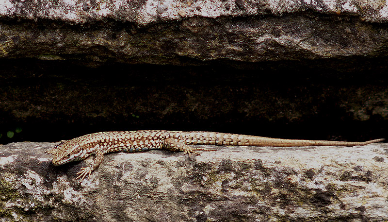 Podarcis muralis